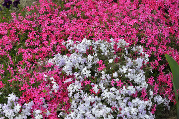 Phlox subulata blooms on the flowerbed