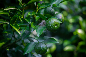 Close Up views of unripe Citrus japonica (Kumquat) fruit on a green background.