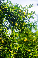 Half ripe citrus fruit (Tangerine) hanging on the tree.