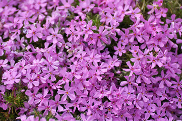 Phlox subulata blooms on the flowerbed