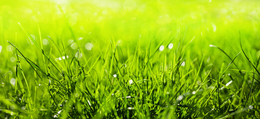 Fototapeta na wymiar Beautiful green grass with rain drops. Artistic image of purity and freshness of nature banner.