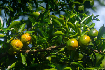 Half ripe citrus fruit (Tangerine) hanging on the tree.