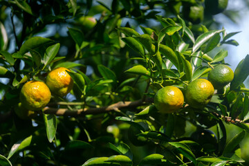 Half ripe citrus fruit (Tangerine) hanging on the tree.