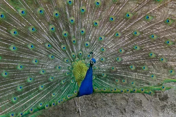 Fotobehang Close-up of a peacock with spread wings   © reliant_de