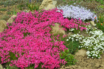 Phlox subulata blooms on the flowerbed
