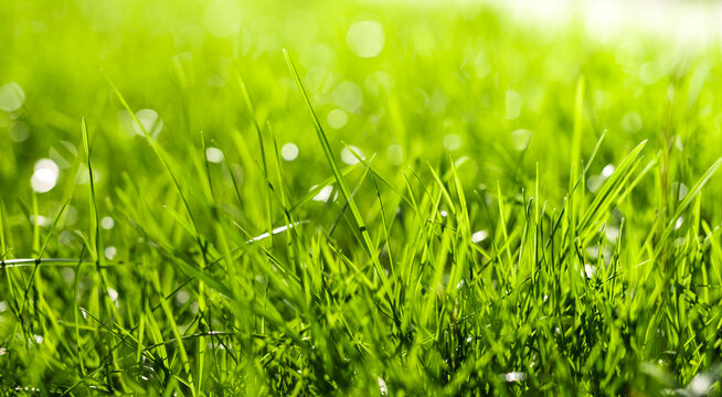Beautiful green grass with rain drops. Artistic image of purity and freshness of nature banner.	
