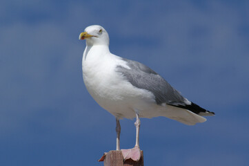 Close-up of a sea gull against the blue sky

