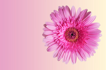 Single cut out or isolated pink tender elegant gerbera flower head or Transvaal daisy against soft...