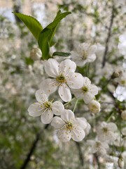 tree flowers
