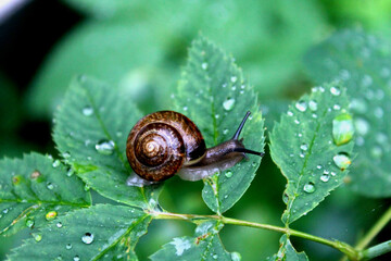 
snail after rain on a leaf