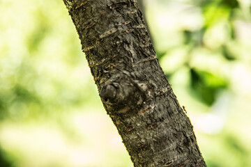 Fototapeta premium Wooden texture. tree bark. wood. summer.