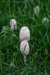  Fungal growth, mushrooms nature forest.Beautiful close up view of coprinus Comatus shaggy ink cap mushroom on green grass background.