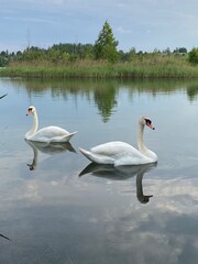 swans on the lake