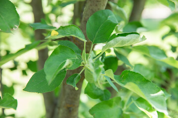 green leaves on a tree