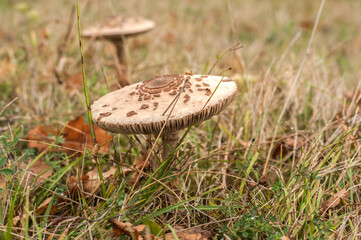 Parasol mushroom Macrolepiota procera closeup on meadow grass