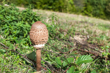 Parasol mushroom Macrolepiota procera closeup on meadow grass
