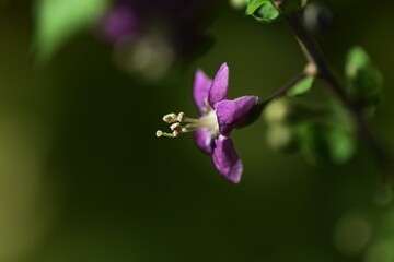 Wolf berry (Goji berry / Lycium chinense) flowers / Solanaceae deciduous shrub.
