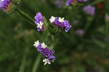 flowers in the garden
