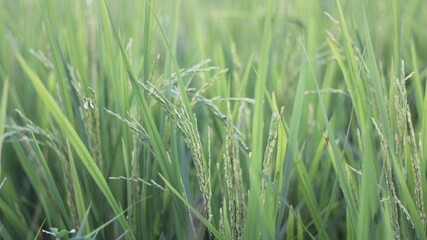 rice field in india. 