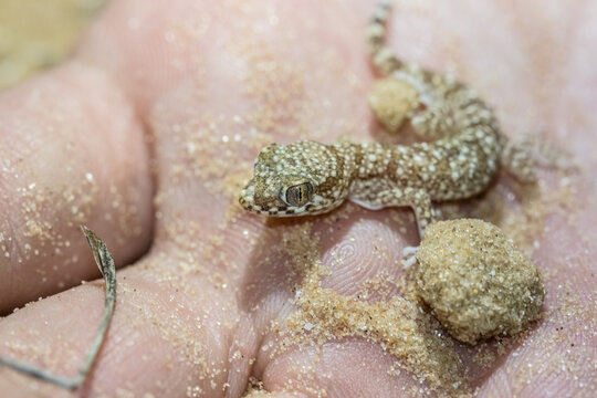 Crocodile Gecko" Images – Browse 599 Stock Photos, Vectors, and Video |  Adobe Stock