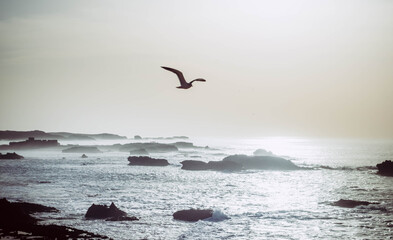 seagulls on the beach