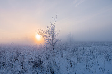 Fabulous foggy morning. Winter landscape.