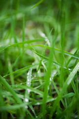 Close up dew on the grass. After rain. Vertical orientation 