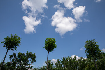 Obraz premium blue sky. white clouds. green leaves and tree branches