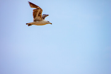 seagull in flight