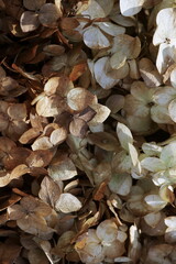 dried brown hydrangea flowers pattern close up full frame background top view. Flowers texture.Poster