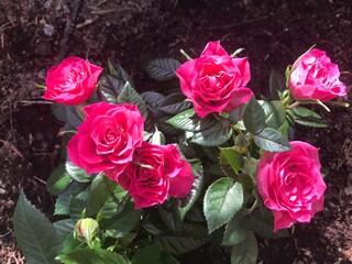 bouquet of roses