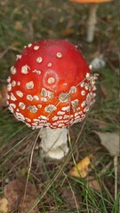 fly agaric mushroom