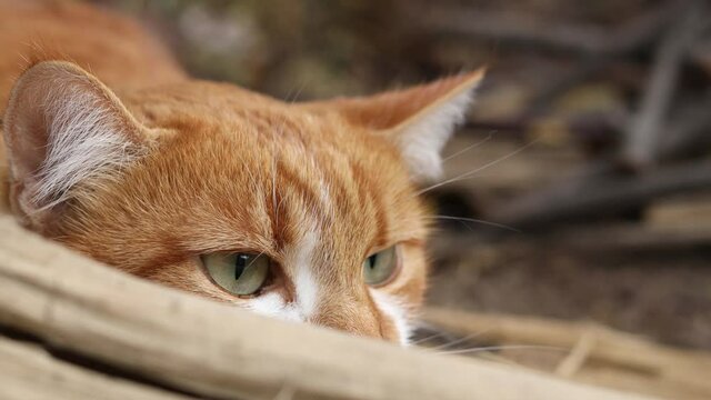 Cat that sees a threat is preparing for a jump, a cats emotions close up. Cute red-white cat 
