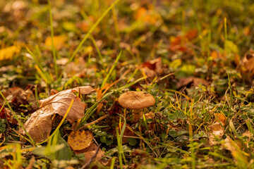 Mushrooms in a meadow with fallen yellow leaves. Honey mushrooms. Autumn concept. Copy space.