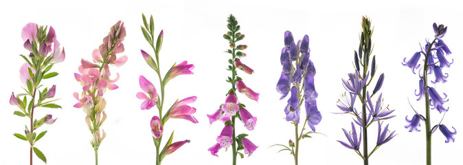 sieben verschiedene Blüten freigestellt auf weißem Hintergrund in ros , pink, lila, blau