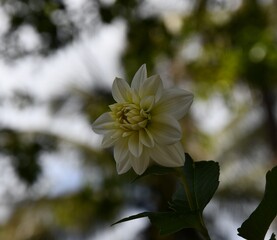 white dahlia on sky background