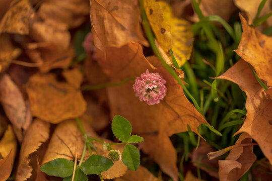 Wild pink flower against the background of dry yellow maple leaves. Clover. Copy space.