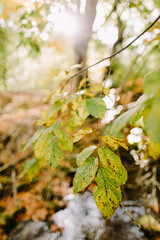 autumn leaves in forest fall season. Golden fall leaves close up. seasonal foliage autumn colours.