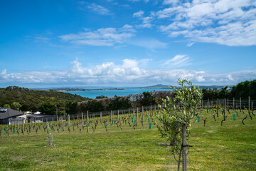 Fototapeta na wymiar Landscape from vineyards across harbor to Rangitoto Island and Auckland.
