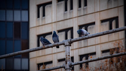 pigeons in the city