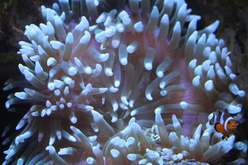 under water