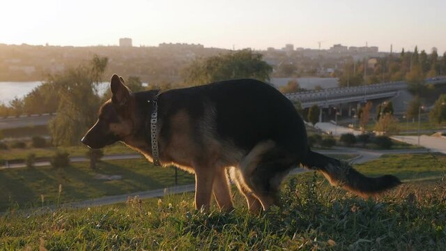 German Shepherd defecating on the grass at sunset.The dog goes to the toilet on the grass