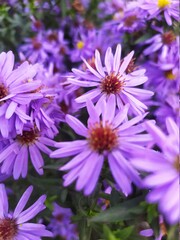 Obraz premium purple aster flowers