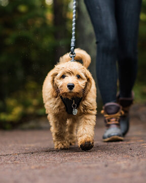 Mini Golden Doodle