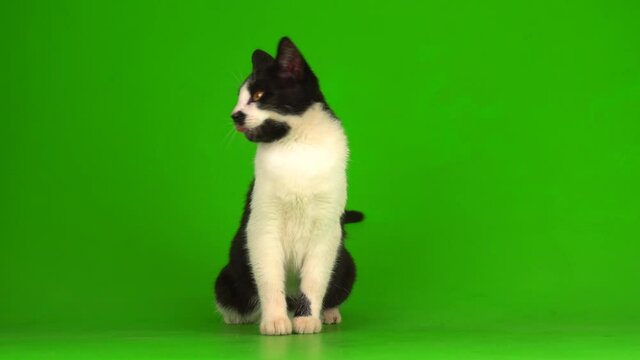 Black cat on a green background screen.
