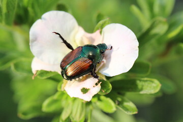 beetle on a flower