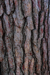 Trunk bark texture. Pine tree brown wood closeup. Natural rough textured material. Timber crack surface. Red rugged detail wooden pattern