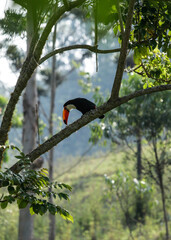 toucan on a tree branch
