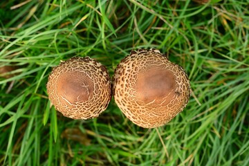 Vista dall'alto di una coppia di esemplari non completamente cresciuti di Macrolepiota procera...