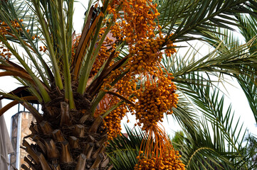 Maturation of dates on the Arabian palm. Yellow fruits. Organic fruit. Tropical background.